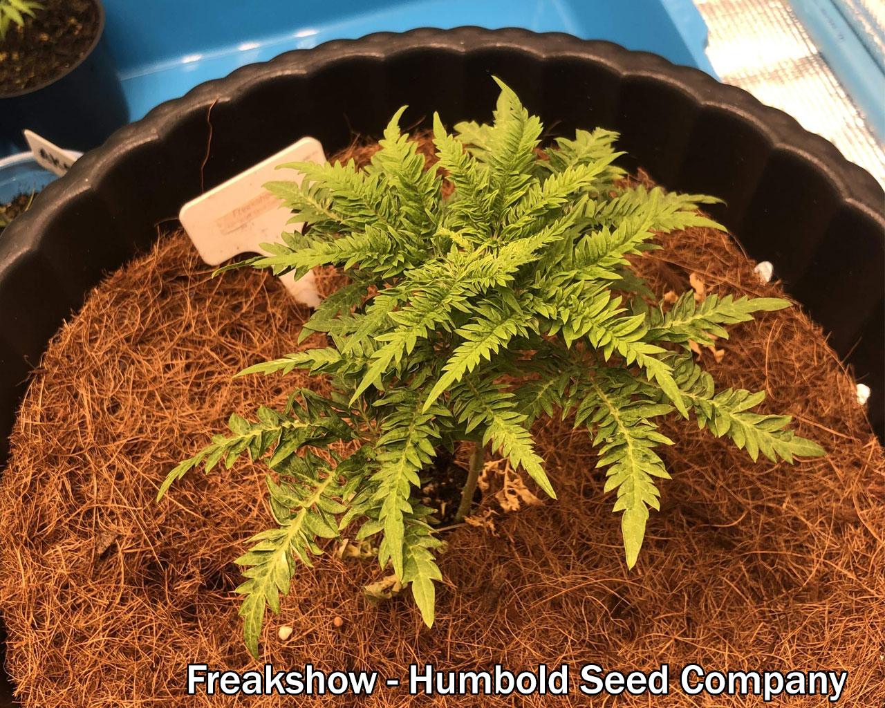 Freakshow - Humbold Seed Company